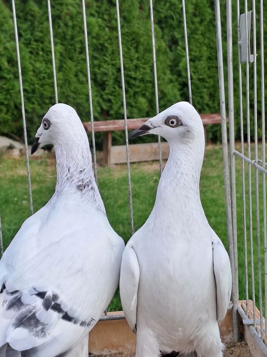 Srebrniaki Pasiaki Szarolote