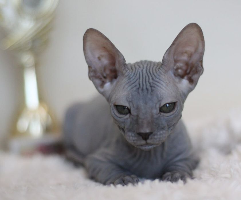 Кошеня Донського сфінкса