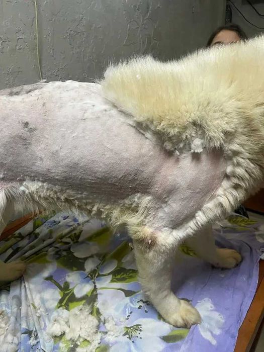 Nowy profesjonalny trymer - psy, koty, zwierzęta, dywany OLX