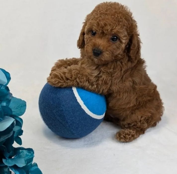 Той пудель , красавчік !