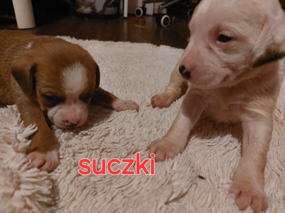 Oddam pieski w dobre ręce