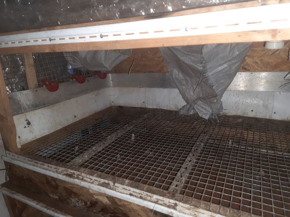 Брудер для птиці.