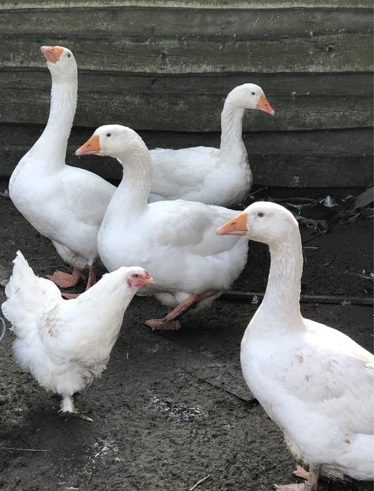 Гуси породи Мамут