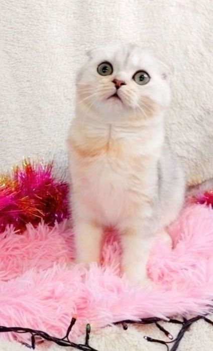 Казковий шотландський котик скотіш-фолд