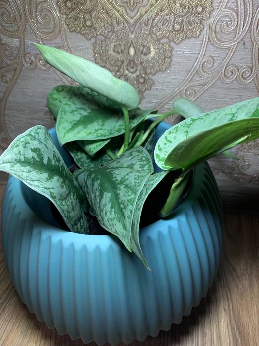 Сциндапсус Піктус Требі