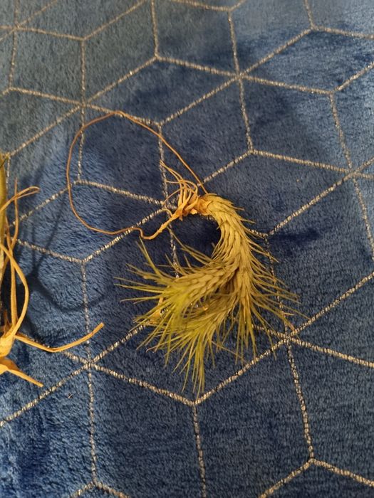 Тилландсия криптантус