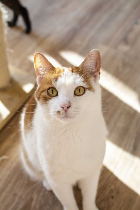 Farcik kochany rudy kawaler szuka domu