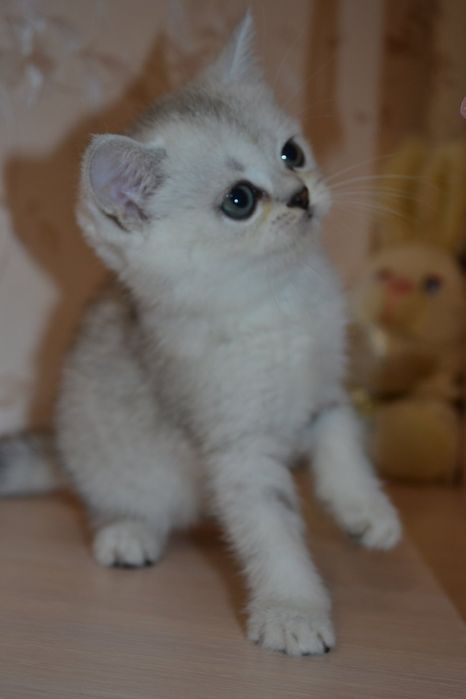 Шиншиллы страйтики  породистые  шотландские котята