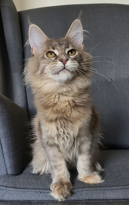Niebieska szylkretka Maine Coon hodowla FPL
