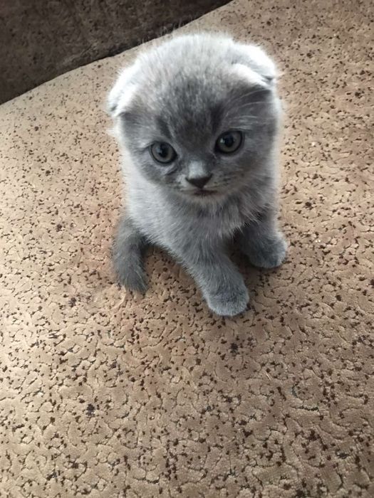 Котята скотиш фолд