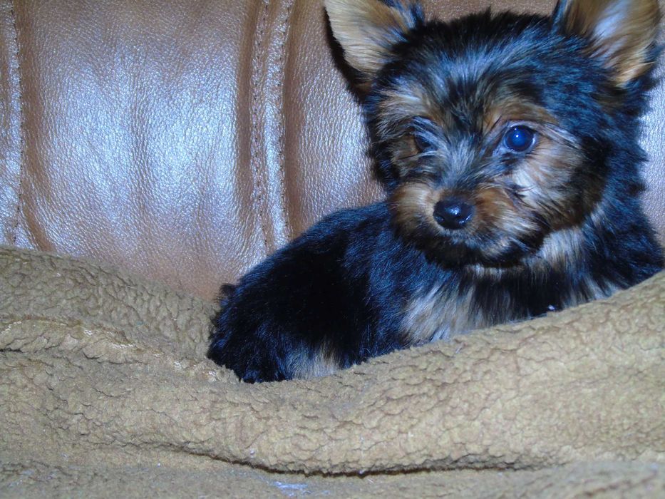 Yorkshire Terrier chłopczyk