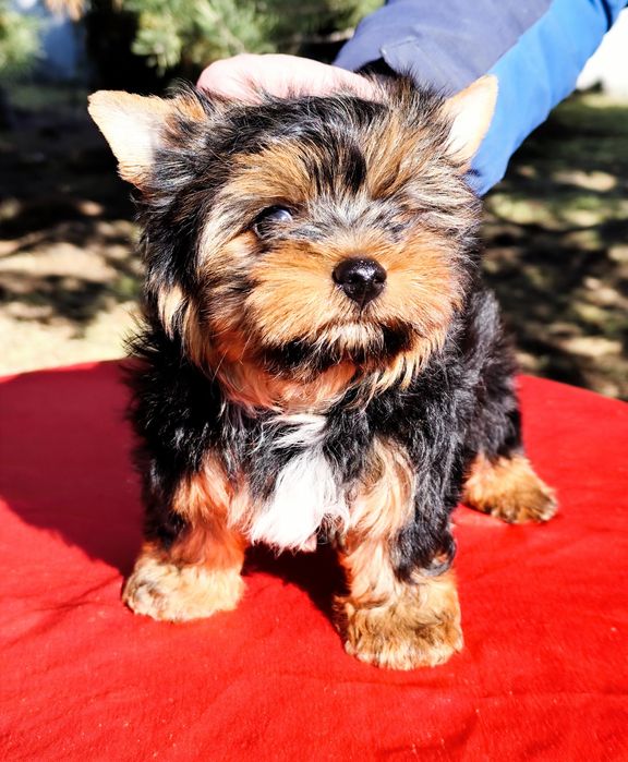 Красень хлопчик йорк