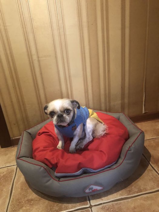 Ши-тцу хлопчик вʼязка