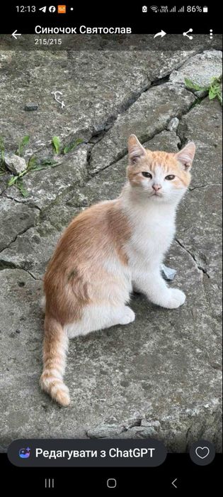 Котики в добрі руки