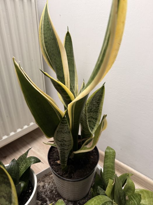 Kwiaty domowe Difenbachia, reo meksykańska, Sansewieria, Maranta