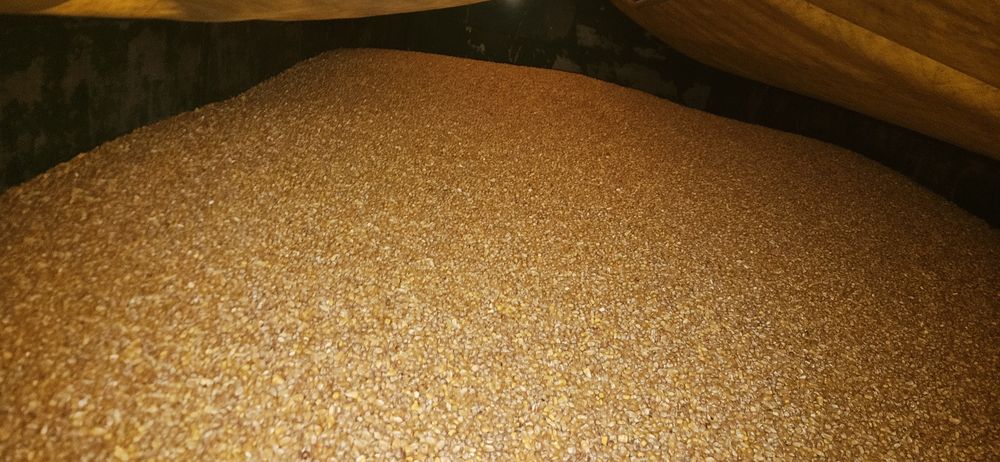 Kukurydza sucha na pasze