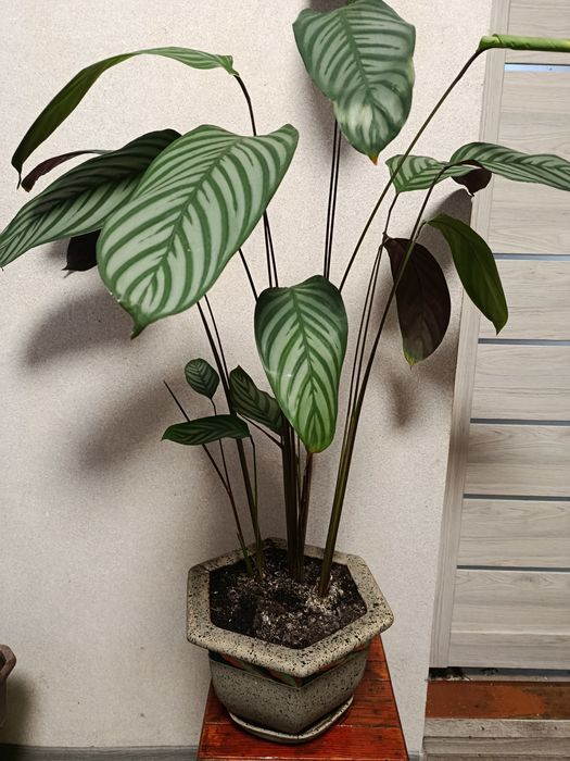 Продам калатею Любберса ,ктенанту.