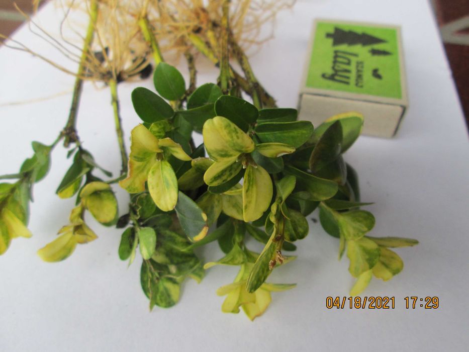 Bukszpan aureovariegata - sadzonka