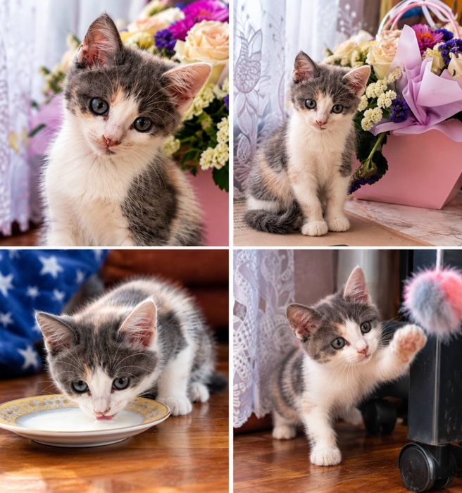 Шукаємо родину для кошенят