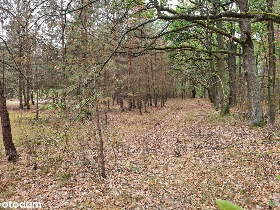 Atrakcyjne działki budowlana przy linii lasu – Dobiesz, 1400m²/2583m² - Widok 6