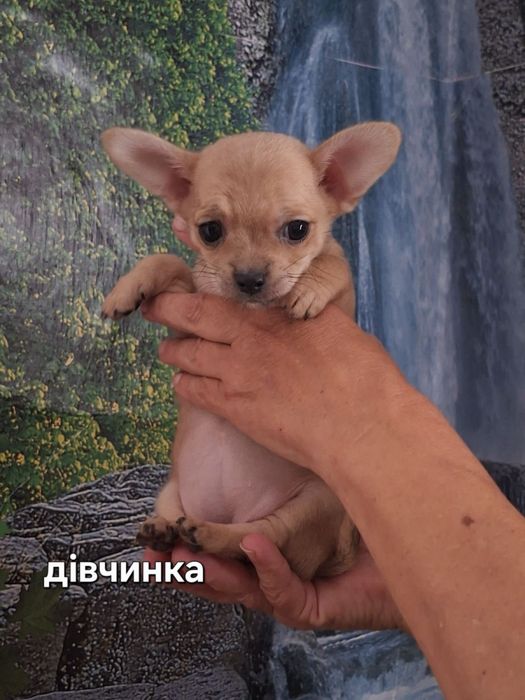 Продам чихуахуа