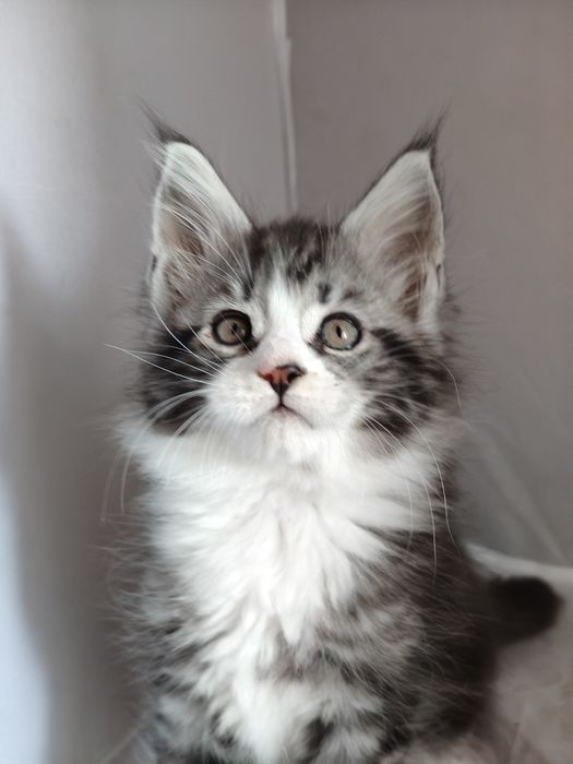 Девицы красавицы Мейн-Кун