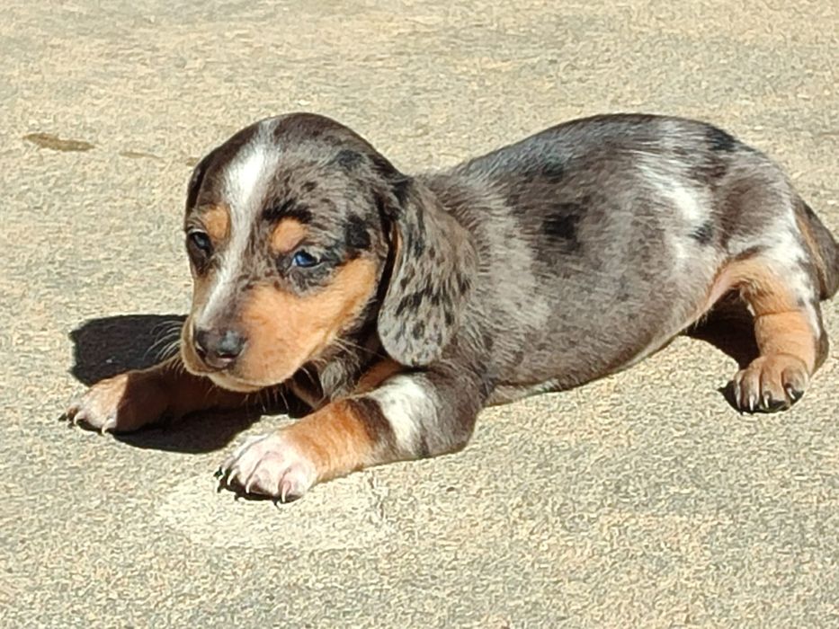 Teckel macho Caninchen