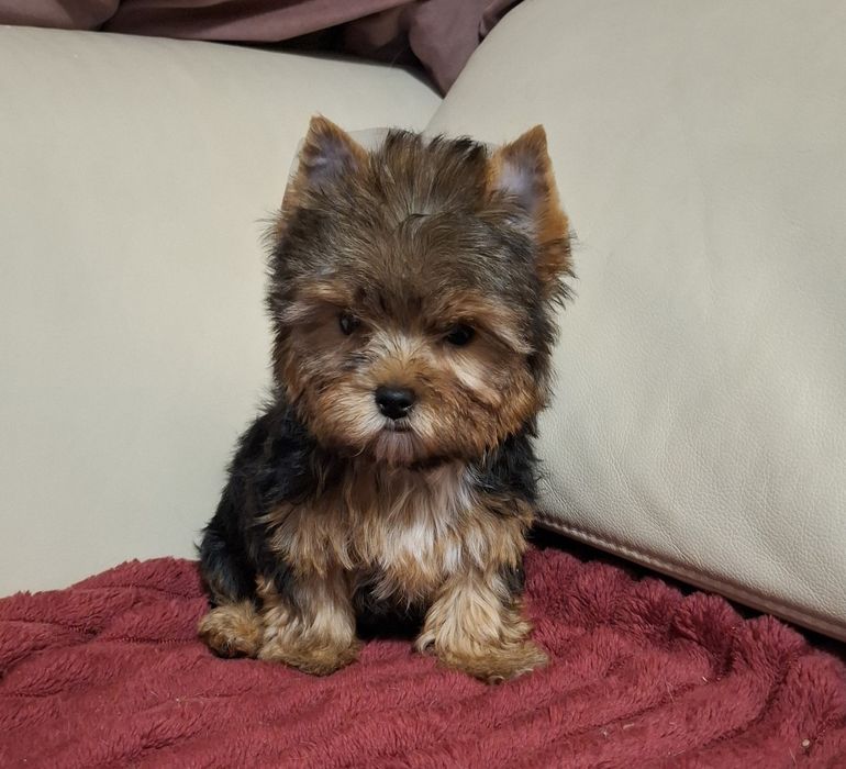 Czarno złota suczka Yorkshire Terrier