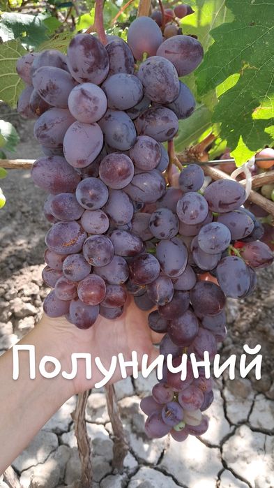 Чубуки винограду гарних, смачних сортів по 10-50грн