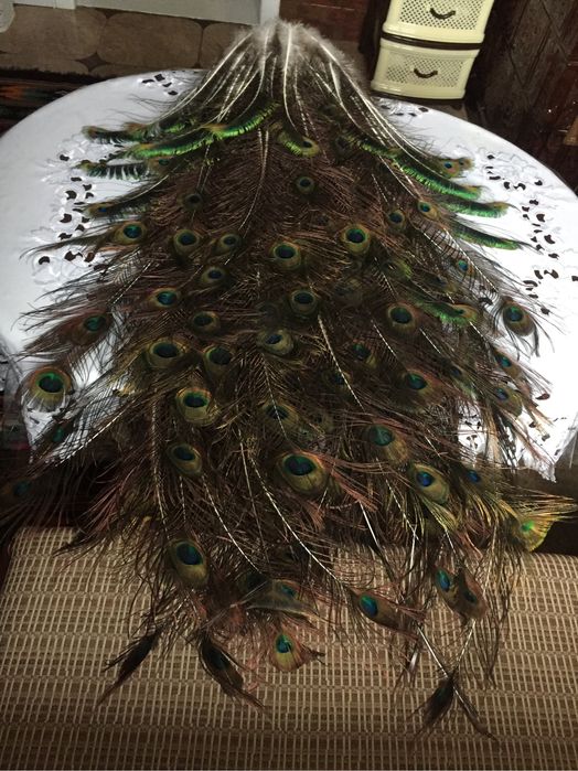 Пір‘я павліна