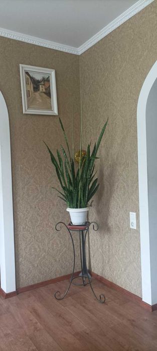 Сансевиерия или тещин язык