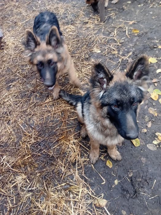 Продам цуценят нім вівчарки