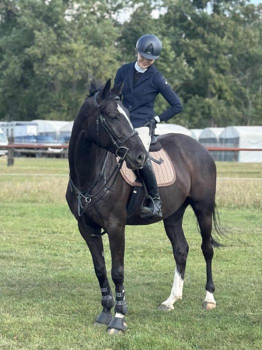 Kary wałach wielkopolski 5 lat