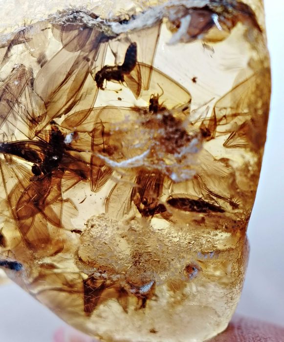 Sprzedam inkluzję roślino -zwierzęcą w bursztynie kolumbijskim