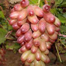 Videira de Uvas dedo de bruxa Compridas ROSÊ- Vermelha  Apenas envios