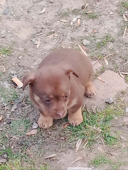 Oddam szczeniaka w dobre ręce