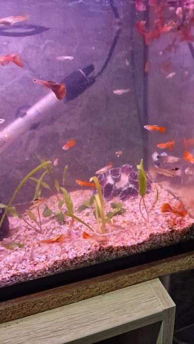 Мирні рибки гуппі