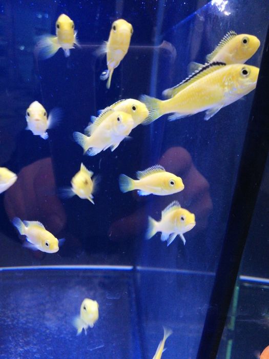 Pyszczaki /sklep SKALAR