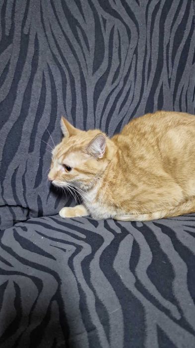 Gatinho para adoção