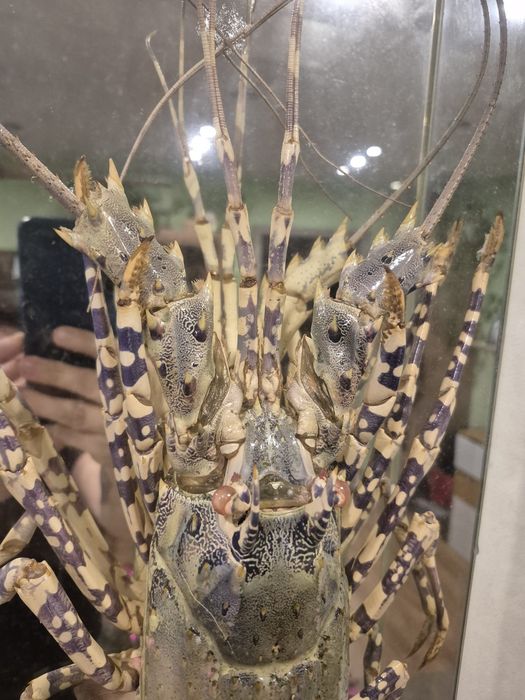 Langusta preparowana w gablocie – Duży Okaz