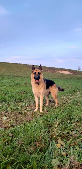 Zaginęła Malina - NAGRODA!