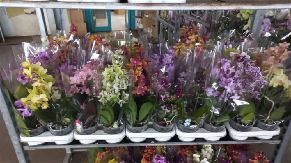 Орхідеї Оптом Сортові Орхидеи Мутанти Підлітки