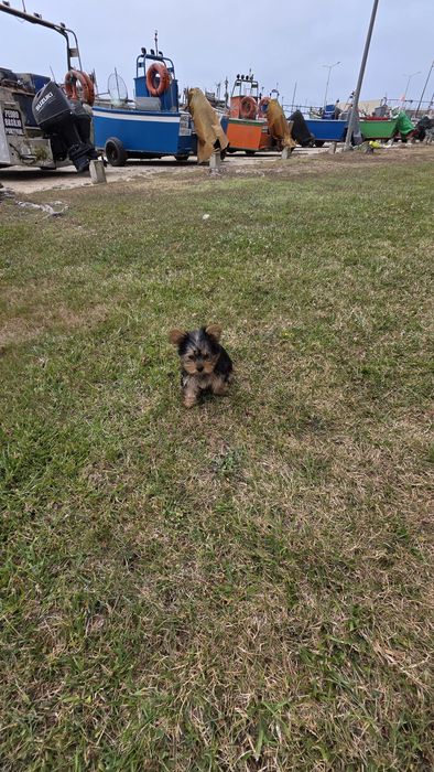 Yorkhire terrier fêmea mini