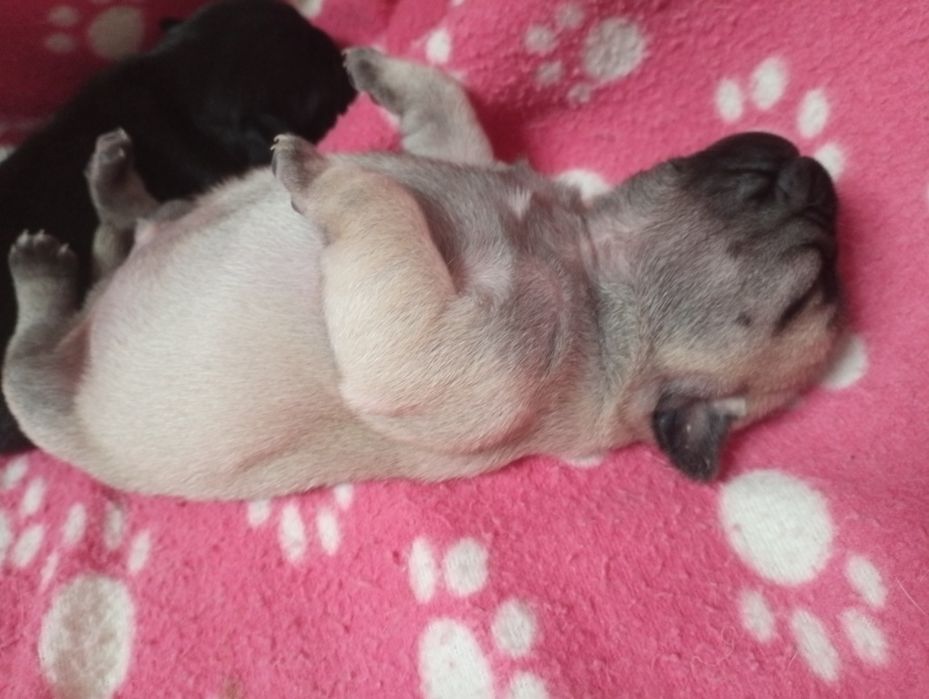 Mops mopsik grubasek