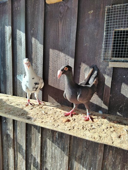 Gołębie rzeszowskie