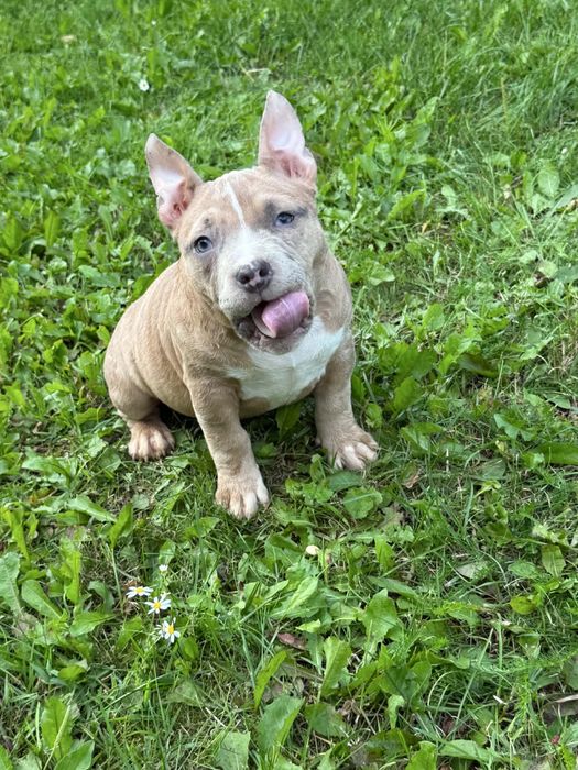 American bully piesek