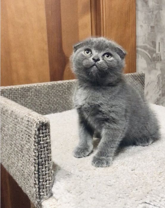 Пропоную дівчинку