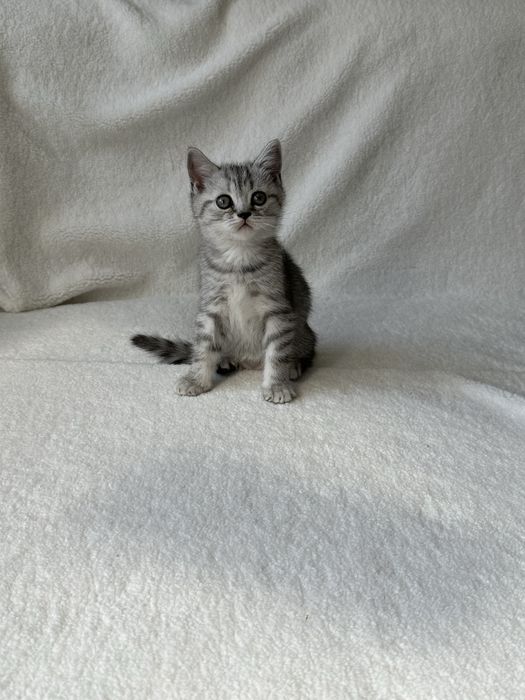 Продам замечательных котят