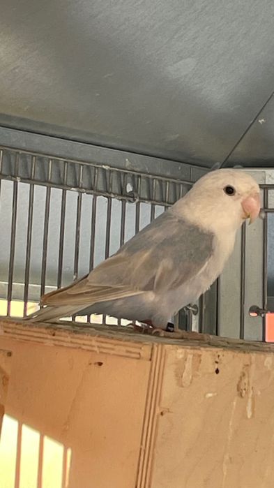 Agapornis roseicollis fêmea sexada