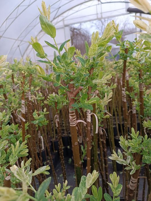 Wierzba hakuro, modrzew, katalpa i inne!!!